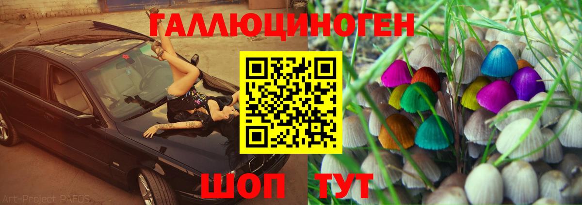 Псилоцибиновые грибы Psilocybine cubensis  Вятские Поляны  Псилоцибиновые грибы Psilocybe 